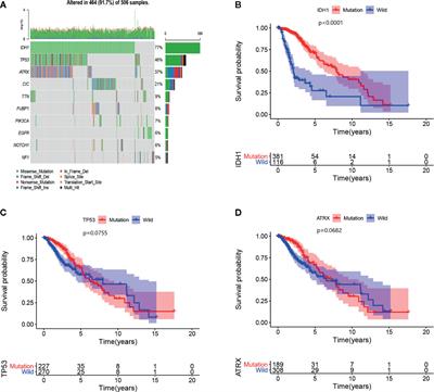 An Immune-Related Signature for Predicting the Prognosis of Lower-Grade Gliomas